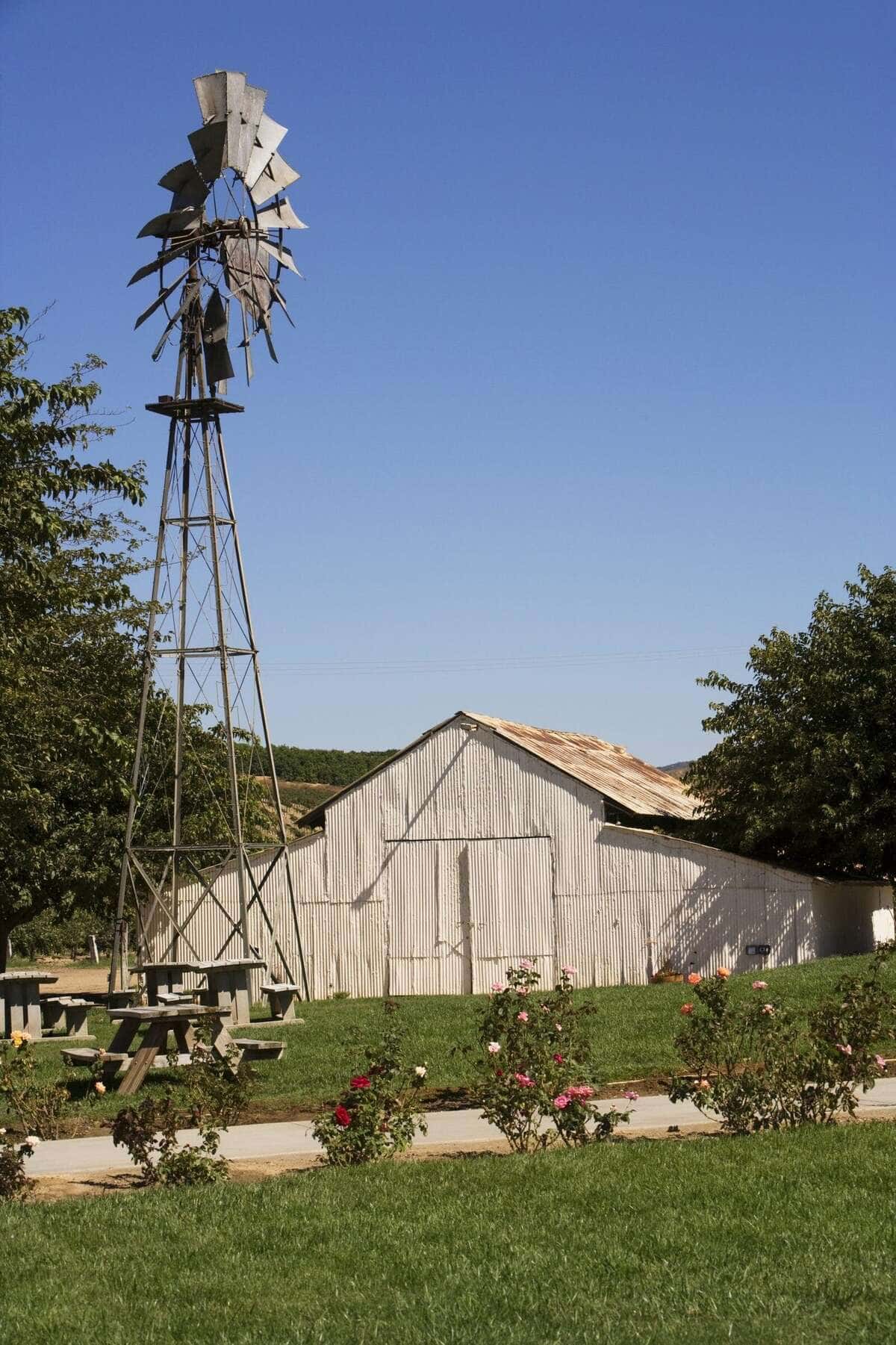 A steel farm windmill standing beside a white corrugated barn, with a rose bed and lawn in front